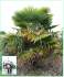 sazenice palmaTrachycarpus Fortunei 1-2 první listy