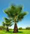 naklíčená semena palma Washingtonia filifera