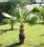 naklíčená semena palma Washingtonia robusta