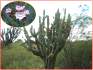 Kaktus Cereus Forbesii